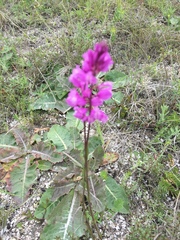 Polygala cretacea