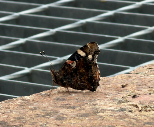 Red Admiral
