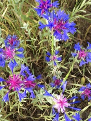 Centaurea depressa