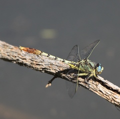 Arigomphus lentulus
