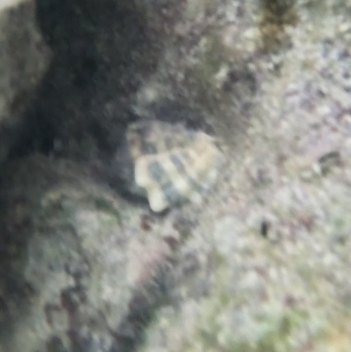 Vasula deltoidea observed 2026-10-19