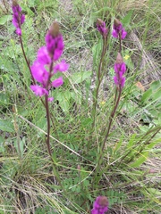 Polygala cretacea