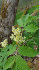 Sambucus racemosa racemosa
