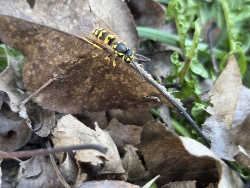 German Yellowjacket