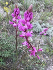 Polygala cretacea