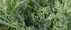 Vicia sativa nigra