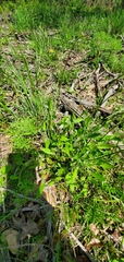 Coreopsis nuecensis