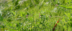 Vicia sativa nigra
