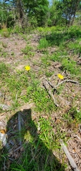 Coreopsis nuecensis