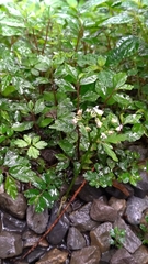 Sanicula petagnioides