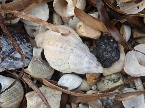 Urosalpinx cinerea observed 2026-10-20