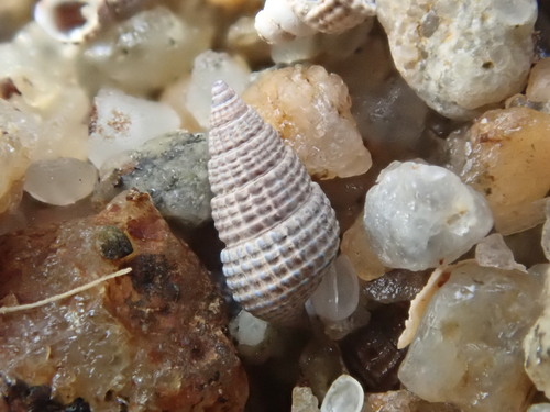 Bittiolum alternatum observed 2026-10-20