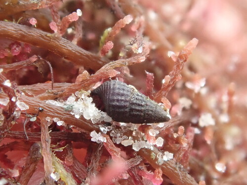 Bittiolum alternatum observed 2026-10-20