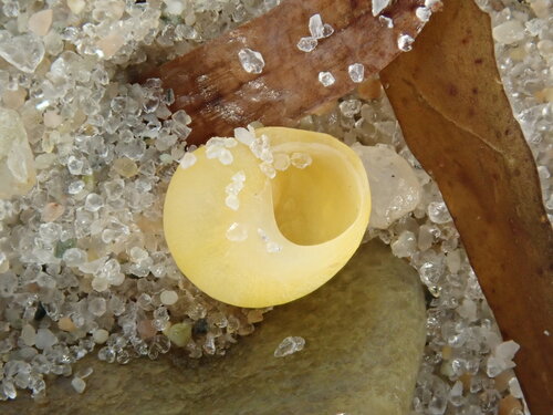 Littorina obtusata observed 2026-10-20