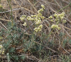 Galium xeroticum