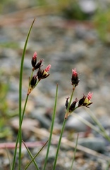 Juncus salsuginosus