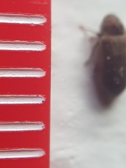 Anobium punctatum