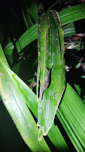 Parmarion martensi observed 2026-10-16
