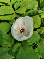 Paeonia vernalis