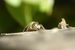 Heliophanus tribulosus