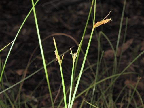 Fimbristylis ferruginea observed 2026-10-20