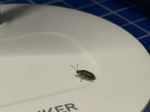 Elm Leaf Beetle
