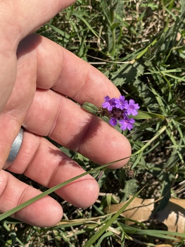 Verbena rigida observed 2026-10-20