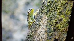 Staurois guttatus