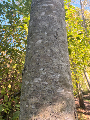 Alnus rubra observed 2026-10-20