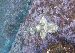 Orectolobus halei