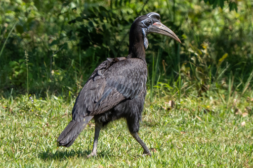 iNaturalist image