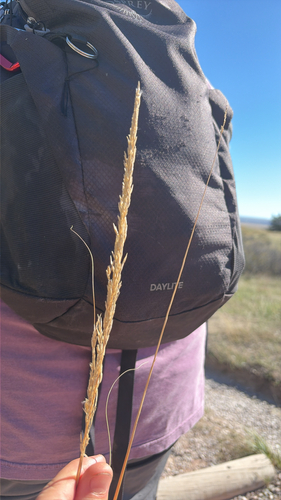Calamovilfa longifolia, 2026-10-17