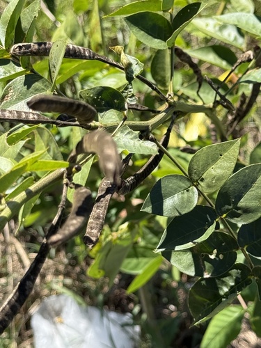 Senna occidentalis observed 2026-10-20