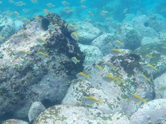 Schuettea scalaripinnis