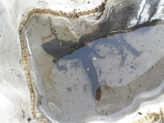 Pleurodelinae