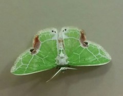 Lepidoptera