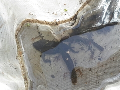 Pleurodelinae