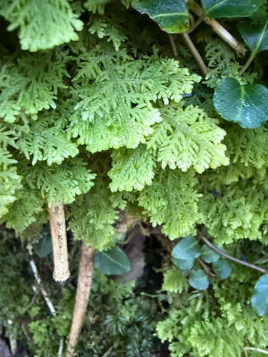 Trichocolea tomentella observed 2026-10-20