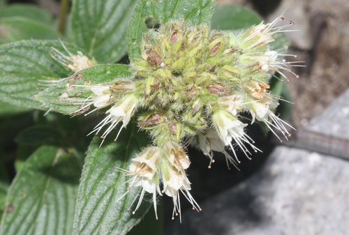 Phacelia heterophylla, 2026-08-01