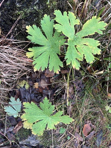 Geranium sylvaticum, 2026-10-20