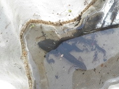 Pleurodelinae