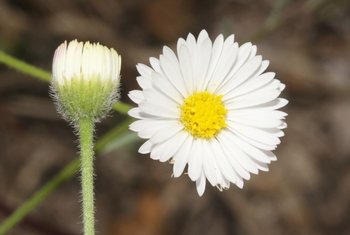 running fleabane