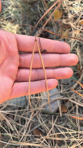 Apocynum androsaemifolium observed 2026-10-18
