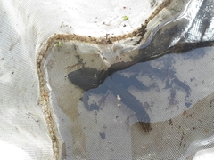 Pleurodelinae