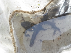 Pleurodelinae