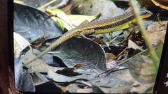 Eutropis rudis
