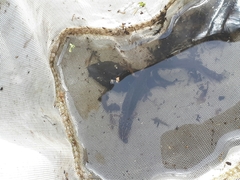 Pleurodelinae