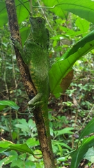 Gonocephalus doriae