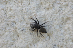 Heliophanus tribulosus