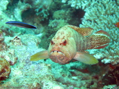 Cephalopholis urodeta